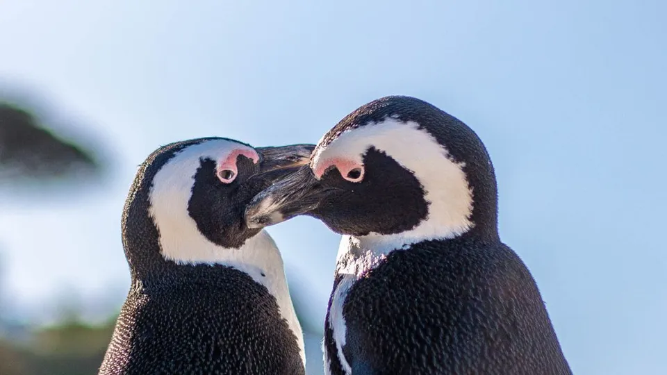 Due pinguini di Magellano vicini